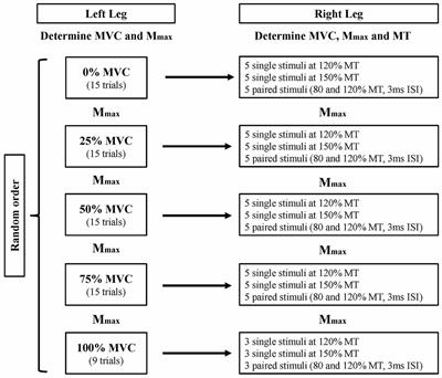 Cross-Activation of the Motor Cortex during Unilateral Contractions of the Quadriceps